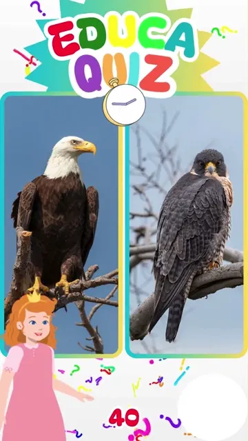 Descubra o animal mais rápido do mundo em voo!