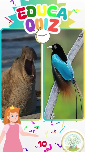 Descubra Qual Animal Dança Para Atrair Parceiro