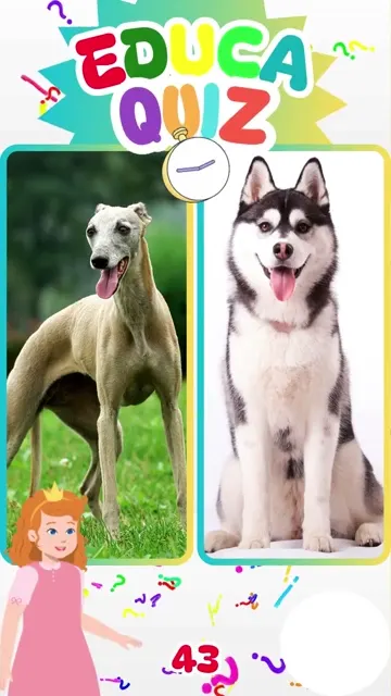 Qual Cachorro é o Mais Rápido 🐕💨 EducaQuiz 4