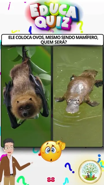 Quiz Infantil Qual Mamífero Coloca Ovos Curi